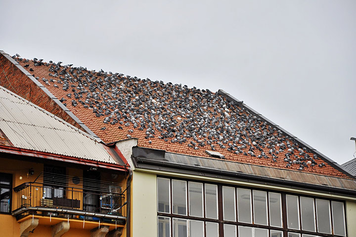 A2B Pest Control are able to install spikes to deter birds from roofs in Peterhead. 