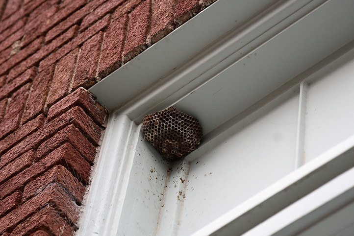 We provide a wasp nest removal service for domestic and commercial properties in Peterhead.